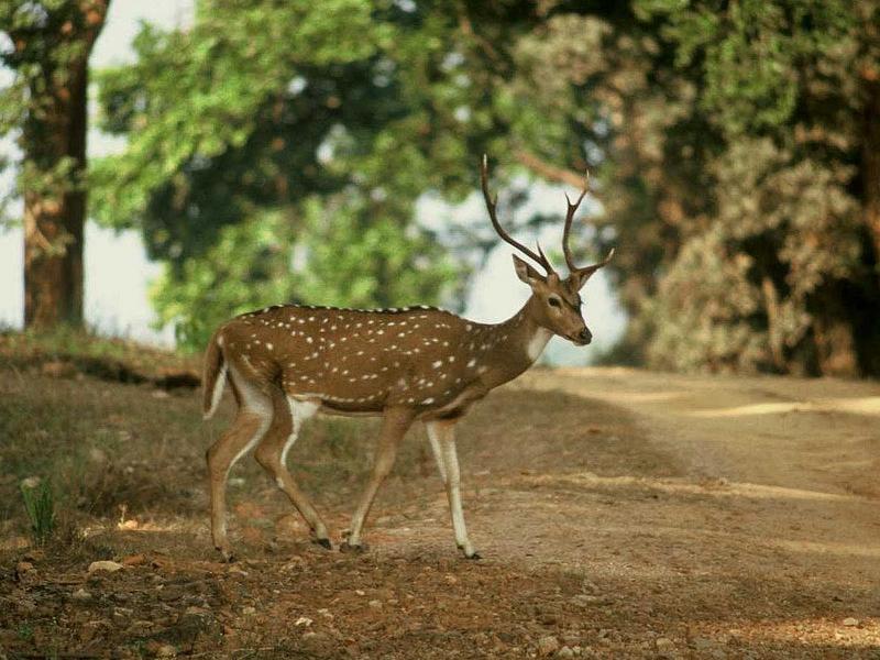 Chital (Axis axis) - wiki; DISPLAY FULL IMAGE.