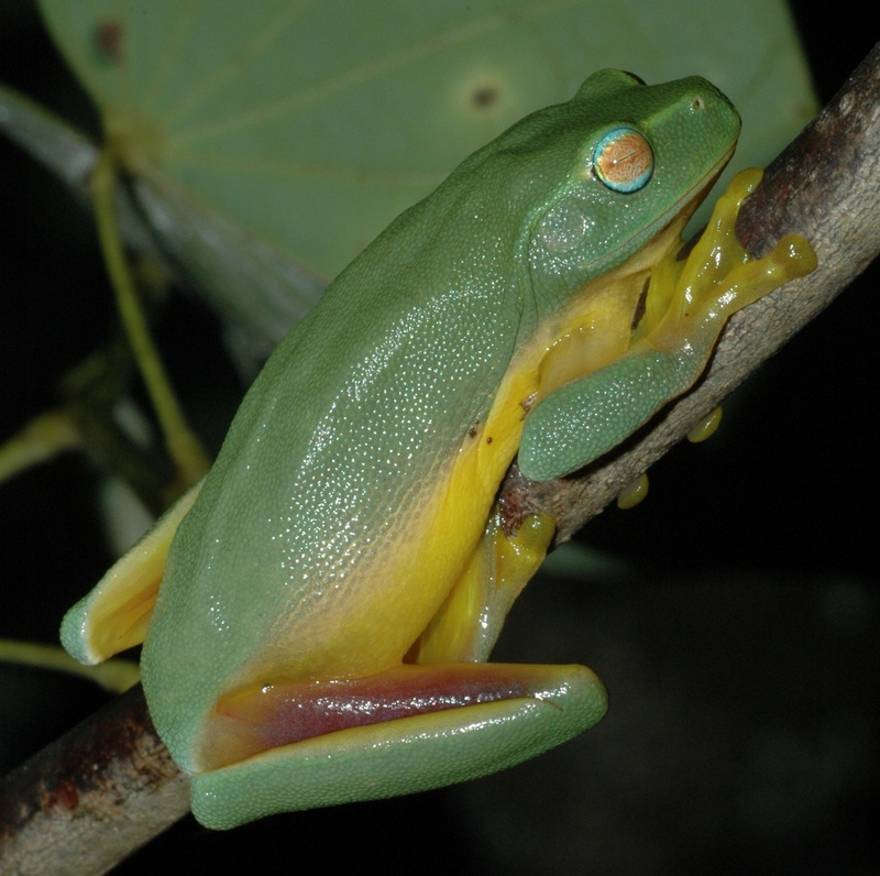 Dainty Green Treefrog (Litoria gracilenta) - wiki; DISPLAY FULL IMAGE.