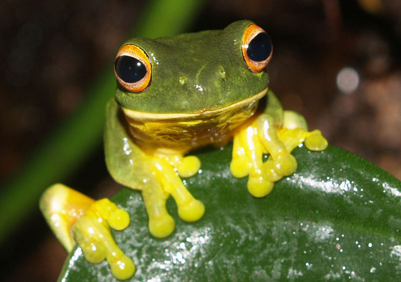 Orange-thighed Frog (Litoria xanthomera) - wiki; DISPLAY FULL IMAGE.