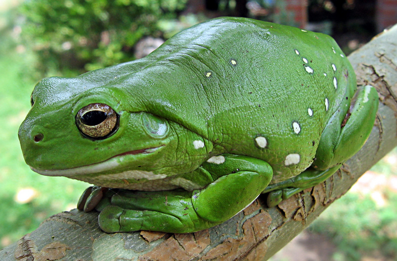 Australian Green Treefrog (Litoria caerulea) - wiki; DISPLAY FULL IMAGE.