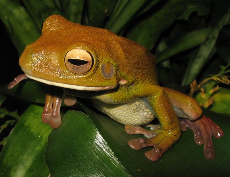 White-lipped Treefrog (Litoria infrafrenata) - wiki; DISPLAY FULL IMAGE.