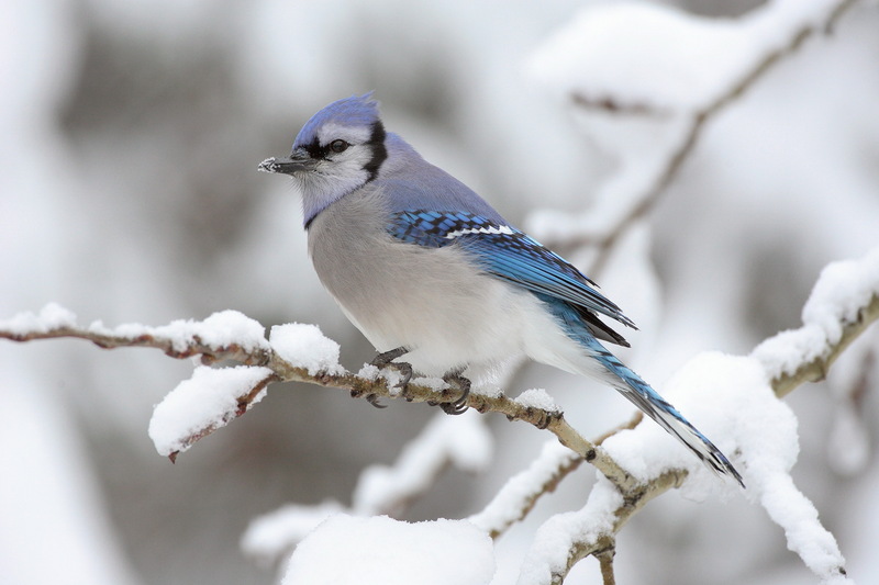 Blue Jay (Cyanocitta cristata) - wiki; DISPLAY FULL IMAGE.