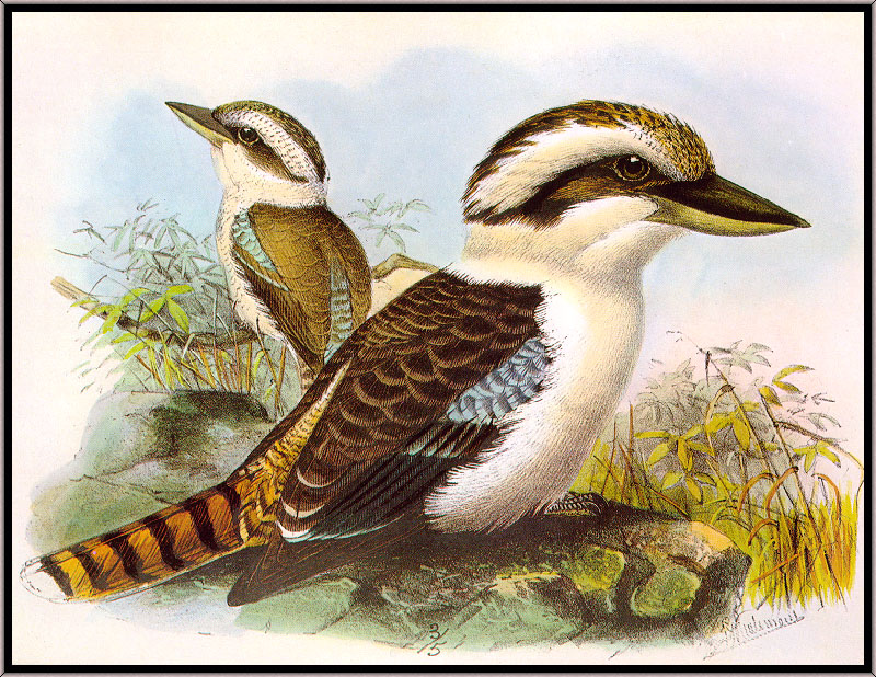 Keulemans - Kookaburra (Art); DISPLAY FULL IMAGE.