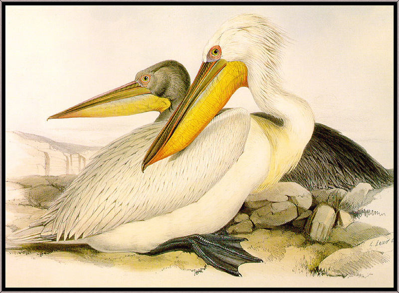 Edward Lear: Dalmatian Pelican - Pelecanus crispus (Art); DISPLAY FULL IMAGE.