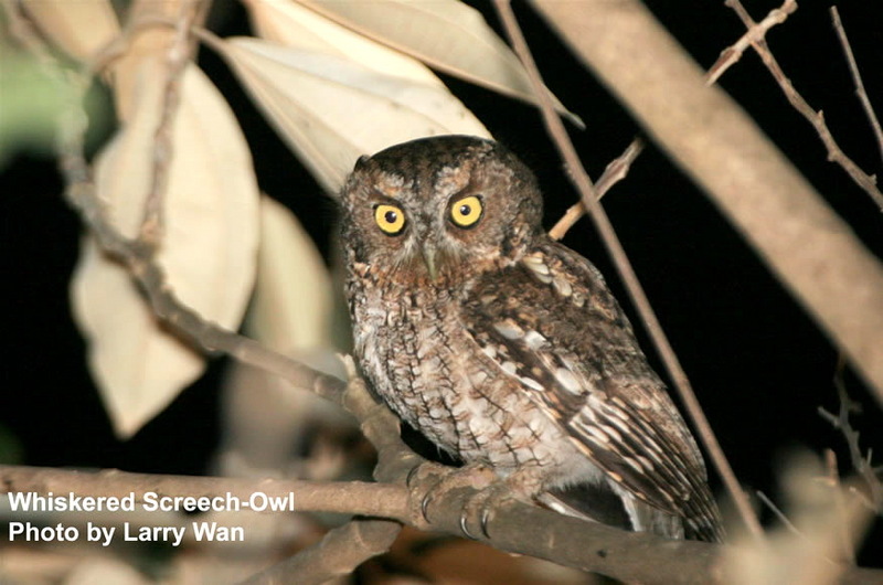 Whiskered Screech-owl (Megascops trichopsis) - wiki; DISPLAY FULL IMAGE.