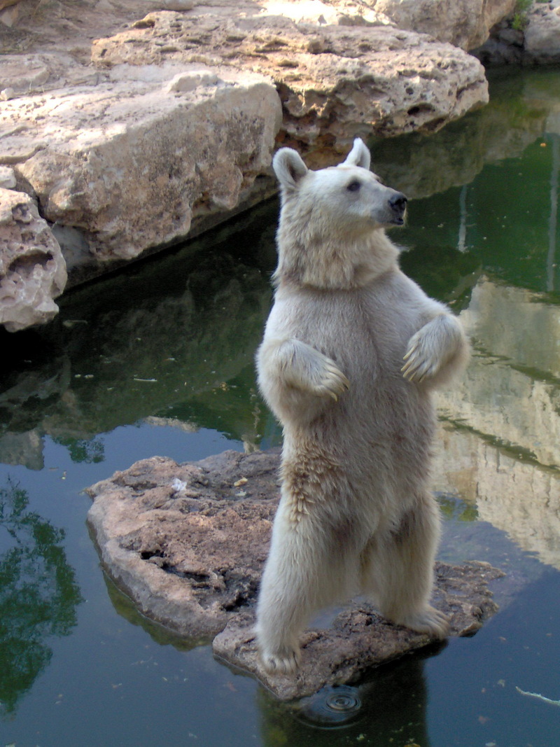 Syrian Brown Bear (Ursus arctos syriacus) at Zoo; DISPLAY FULL IMAGE.