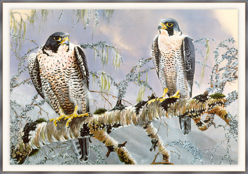 Anthony Rhodes - Peregrine Falcons (Art), Falco peregrinus; DISPLAY FULL IMAGE.