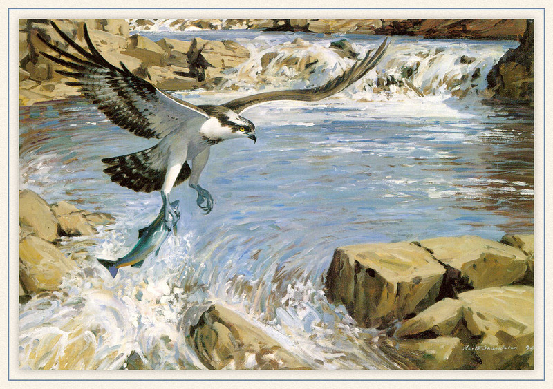 Keith Shackleton - Successful Osprey (Art), Pandion haliaetus; DISPLAY FULL IMAGE.