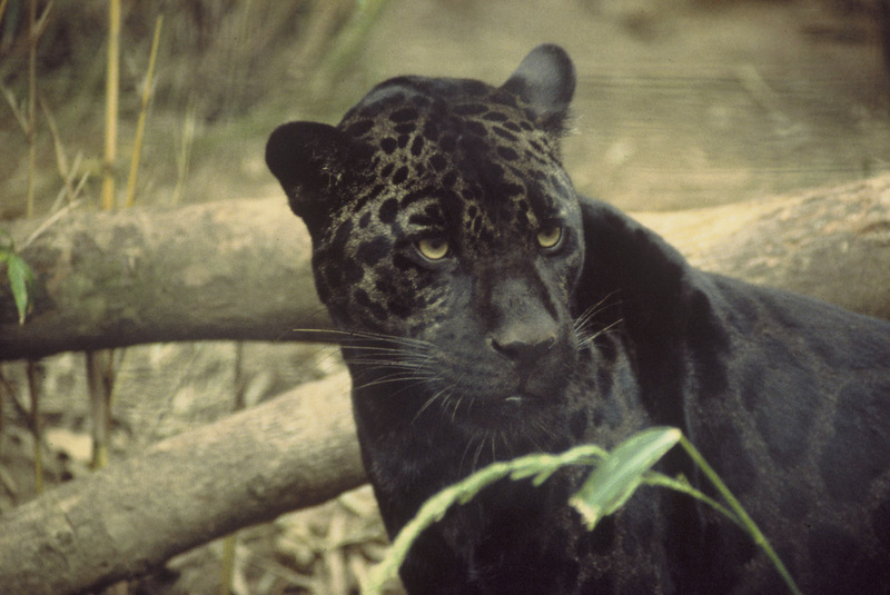 Black Panther (Genus Panthera) - wiki; DISPLAY FULL IMAGE.