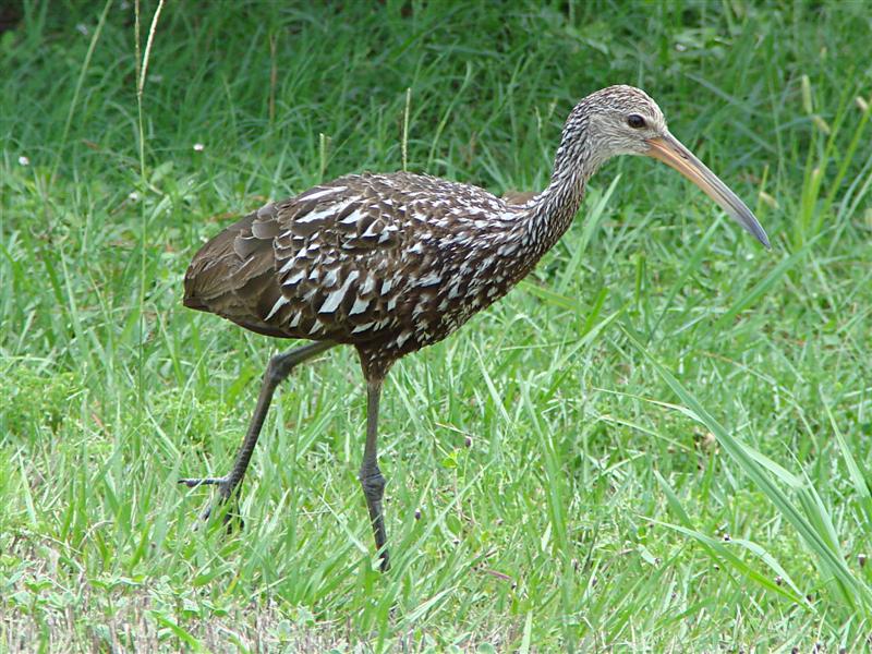 Limpkin (Aramus guarauna) - wiki; DISPLAY FULL IMAGE.