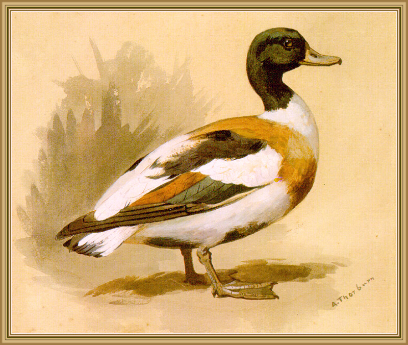 Thorburn - Shelduck; DISPLAY FULL IMAGE.