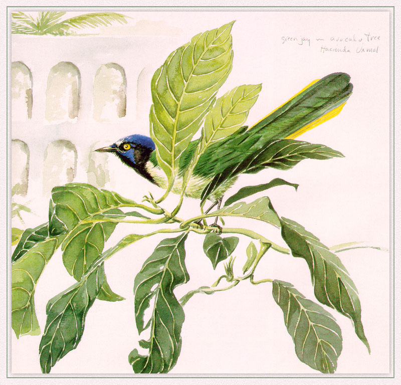 Unknown - Green Jay In Avocado Tree (Art), Cyanocorax yncas; DISPLAY FULL IMAGE.