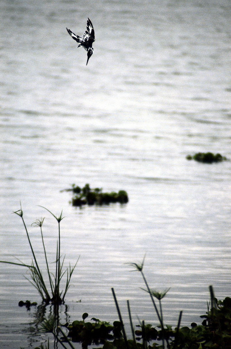 Pied Kingfisher (Ceryle rudis) diving; DISPLAY FULL IMAGE.