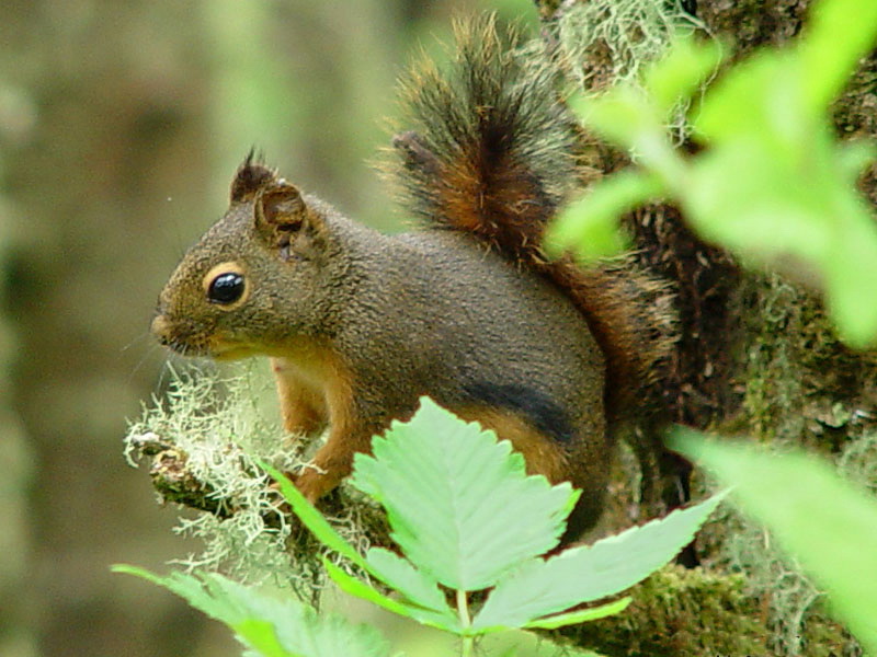 Douglas Squirrel (Tamiasciurus douglasii) - wiki; DISPLAY FULL IMAGE.