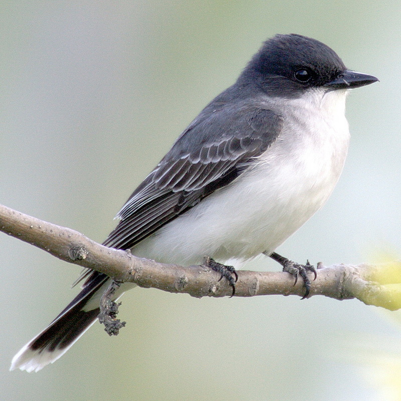 Eastern Kingbird (Tyrannus tyrannus) - wiki; DISPLAY FULL IMAGE.