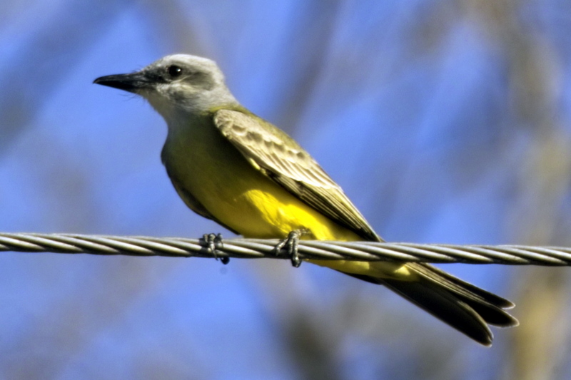 Tropical Kingbird (Tyrannus melancholicus) - wiki; DISPLAY FULL IMAGE.