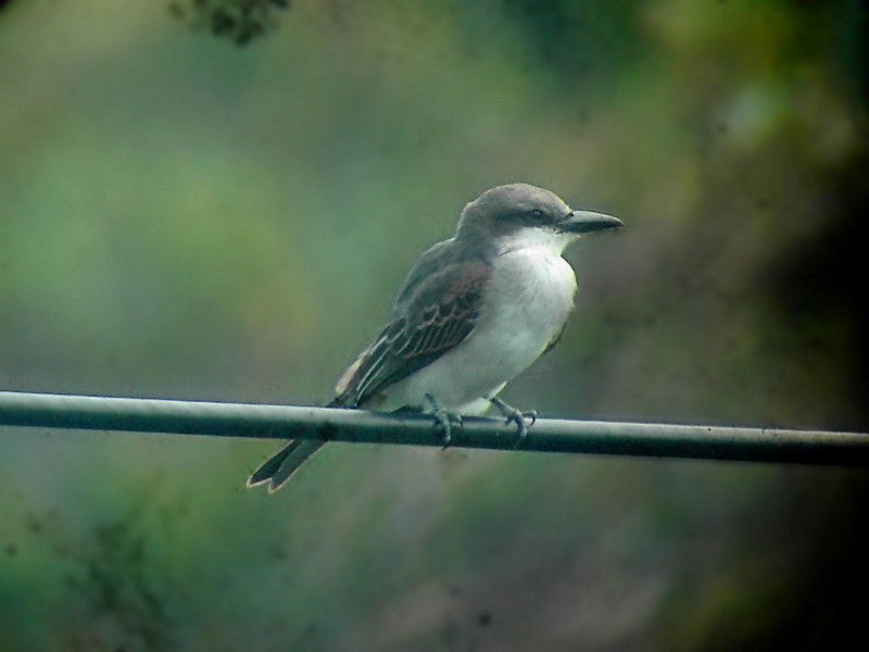 Gray Kingbird (Tyrannus dominicensis) - wiki; DISPLAY FULL IMAGE.