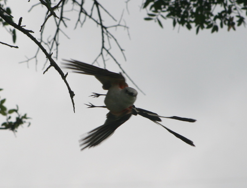 Scissor-tailed Flycatcher (Tyrannus forficatus) - wiki; DISPLAY FULL IMAGE.