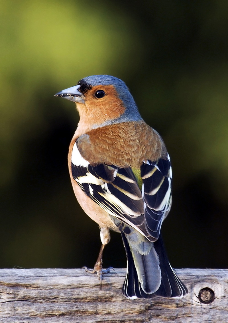 Chaffinch (Fringilla coelebs) - wiki; DISPLAY FULL IMAGE.