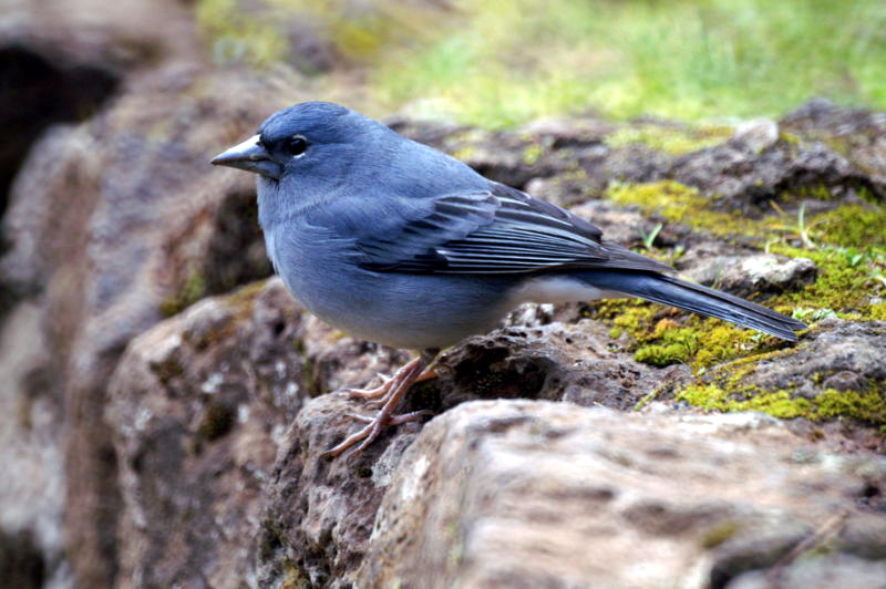 Blue Chaffinch (Fringilla teydea) - wiki; DISPLAY FULL IMAGE.