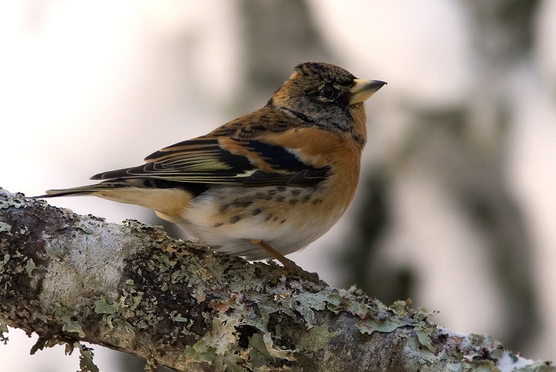 Brambling (Fringilla montifringilla) - wiki; DISPLAY FULL IMAGE.