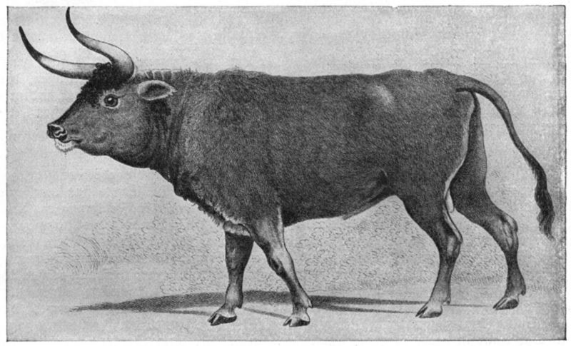 Aurochs (Bos primigenius) - wiki; DISPLAY FULL IMAGE.