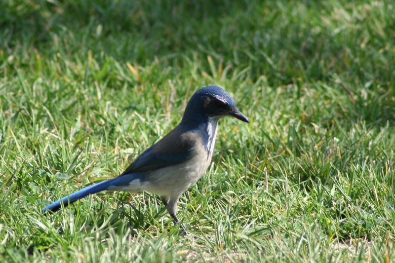 Western Scrub-jay (Aphelocoma californica) - wiki; DISPLAY FULL IMAGE.