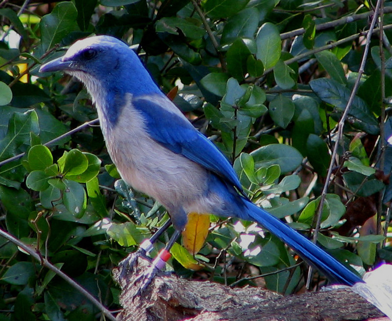 Florida Scrub-jay (Aphelocoma coerulescens) - wiki; DISPLAY FULL IMAGE.