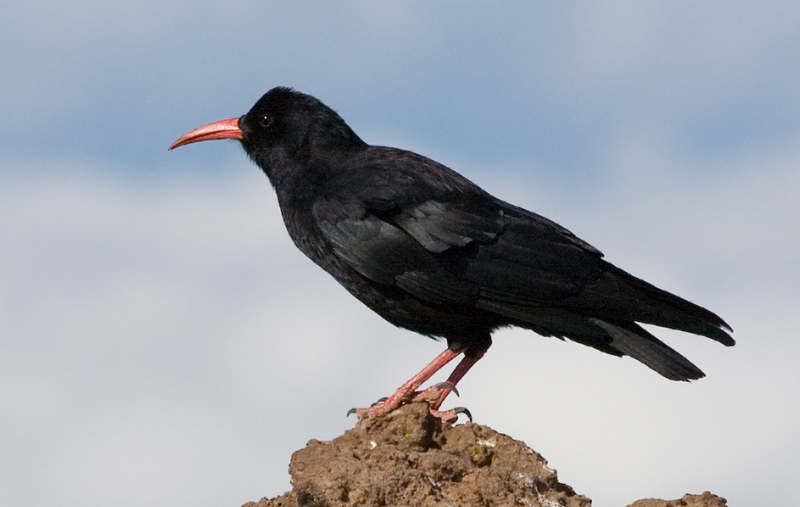 Red-billed Chough (Pyrrhocorax pyrrhocorax) - wiki; DISPLAY FULL IMAGE.