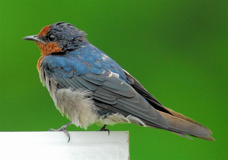 Pacific Swallow (Hirundo tahitica) - wiki; DISPLAY FULL IMAGE.
