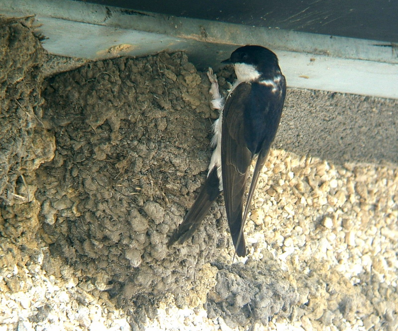 House Martin (Delichon urbicum) - wiki; DISPLAY FULL IMAGE.