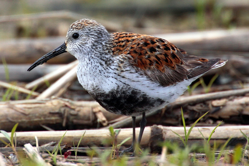 Dunlin (Calidris alpina) - wiki; DISPLAY FULL IMAGE.