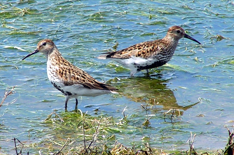 Dunlin (Calidris alpina) - England; DISPLAY FULL IMAGE.