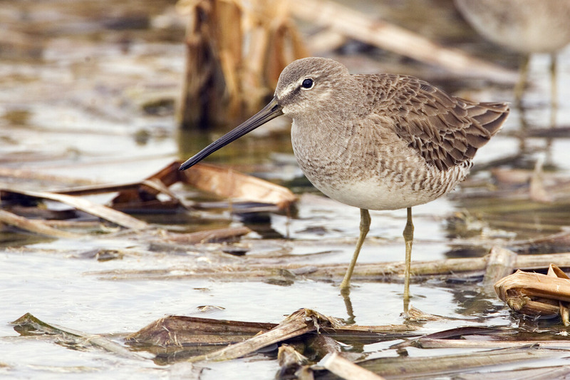 Long-billed Dowitcher (Limnodromus scolopaceus) - wiki; DISPLAY FULL IMAGE.