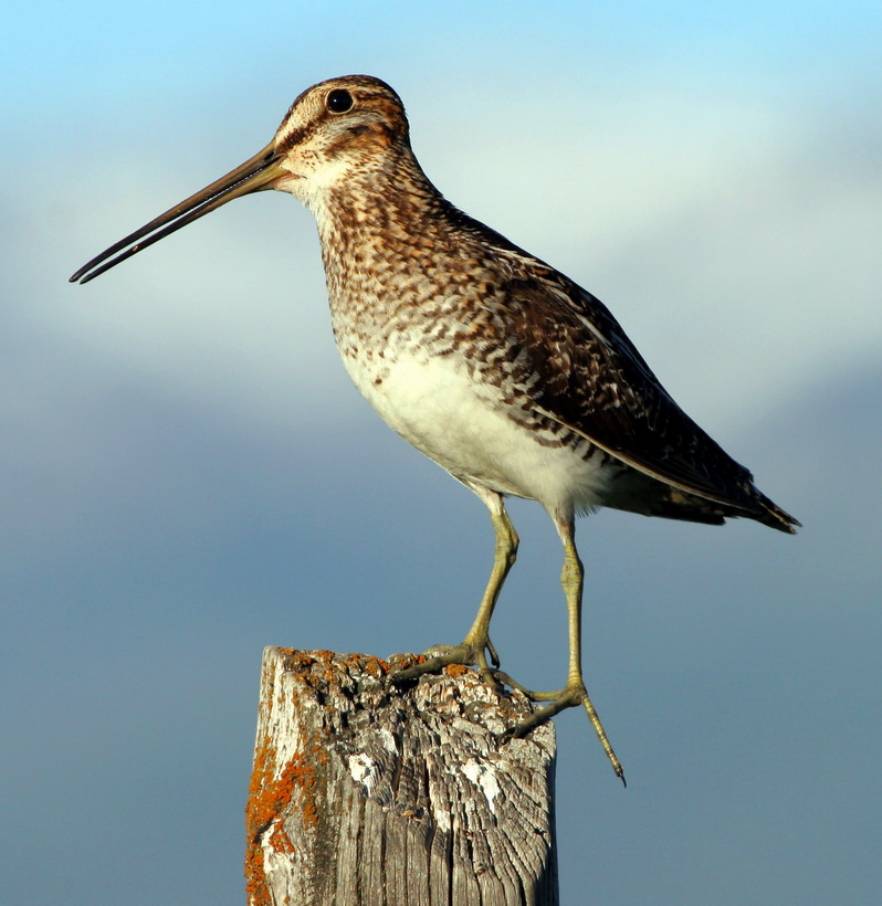 Common Snipe (Gallinago gallinago) - wiki; DISPLAY FULL IMAGE.