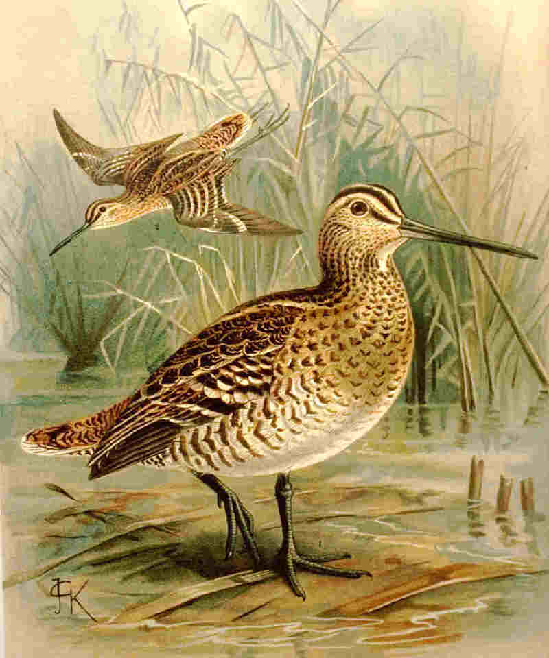 Great Snipe (Gallinago media) - wiki; DISPLAY FULL IMAGE.