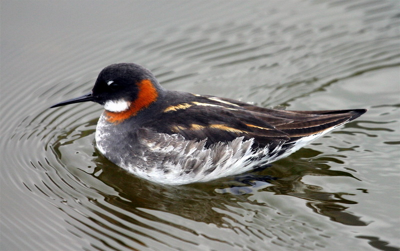 Red-necked Phalarope (Phalaropus lobatus) - wiki; DISPLAY FULL IMAGE.