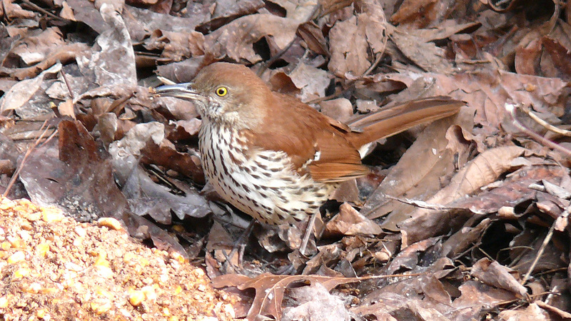 Brown Thrasher (Toxostoma rufum) - wiki; DISPLAY FULL IMAGE.