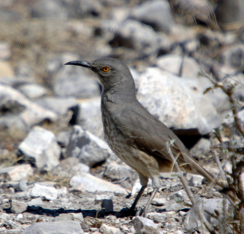 Curve-billed Thrasher (Toxostoma curvirostre) - wiki; DISPLAY FULL IMAGE.