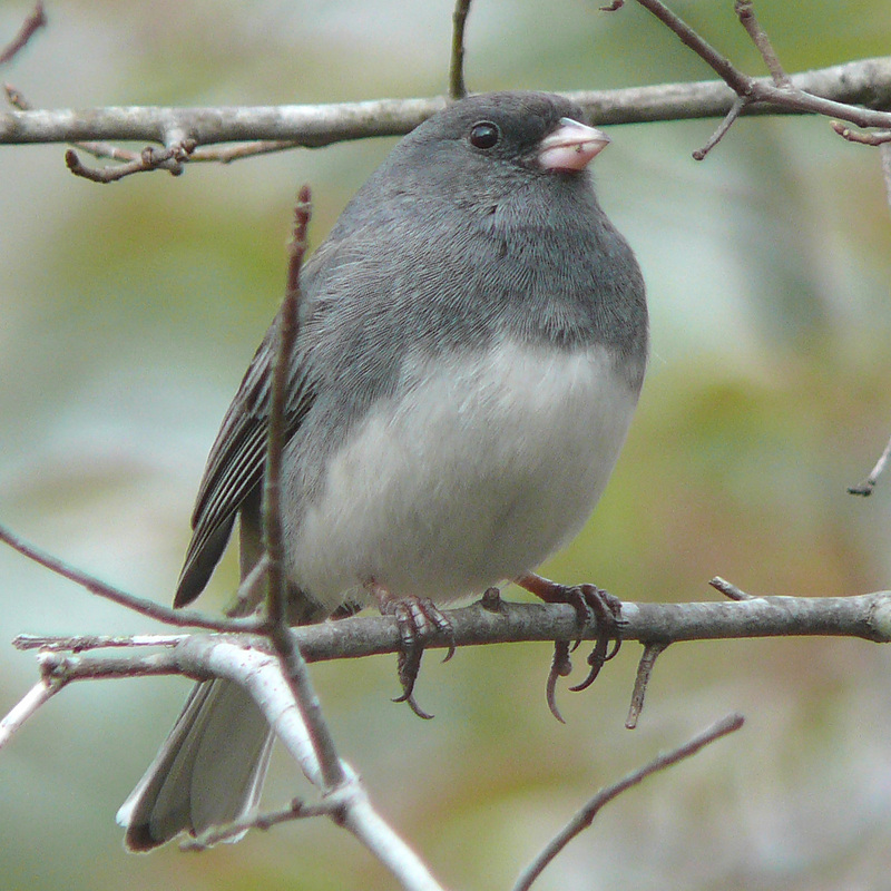 Dark-eyed Junco (Junco hyemalis) - wiki; DISPLAY FULL IMAGE.