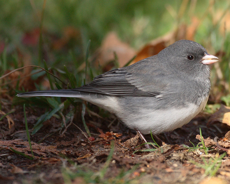 Slate-colored Junco (Junco hyemalis hyemalis); DISPLAY FULL IMAGE.