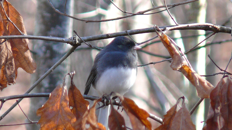 Slate-colored Junco (Junco hyemalis hyemalis); DISPLAY FULL IMAGE.