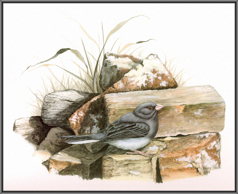 Douglas Pratt - Dark-eyed Junco (Art), Junco hyemalis; DISPLAY FULL IMAGE.