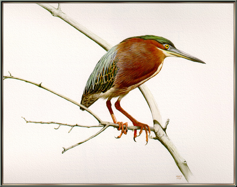 Douglas Pratt -  Green-backed Heron (Art), Butorides striatus; DISPLAY FULL IMAGE.