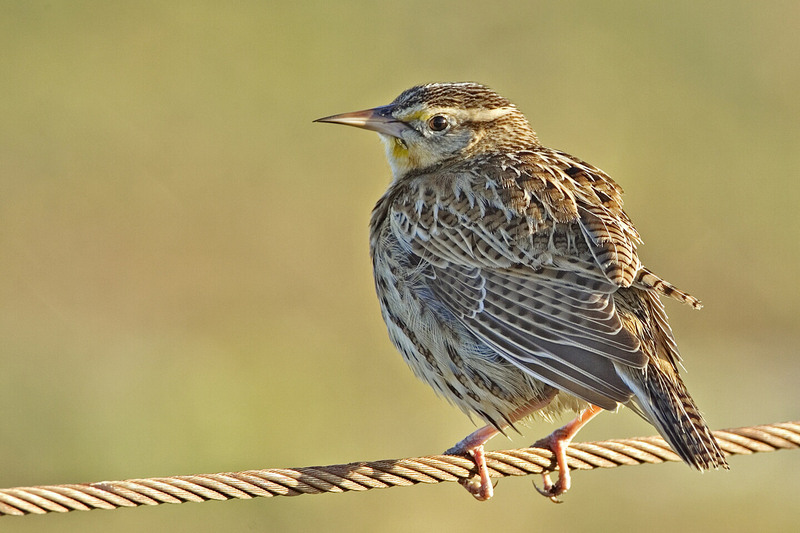 Meadowlark (Family: Icteridae, Genus: Sturnella) - wiki; DISPLAY FULL IMAGE.