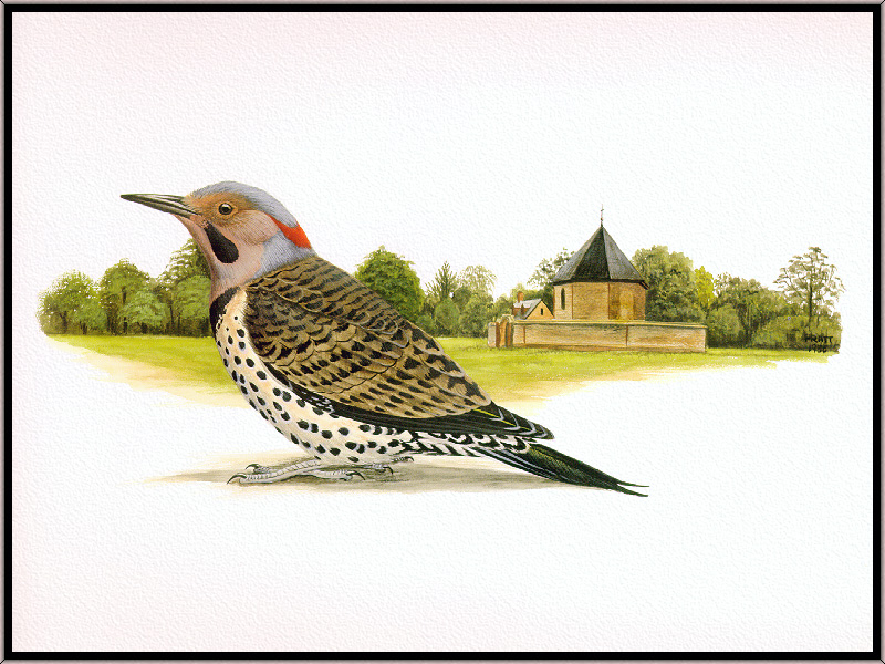 Douglas Pratt - Northern Flicker (Art), Colaptes auratus; DISPLAY FULL IMAGE.