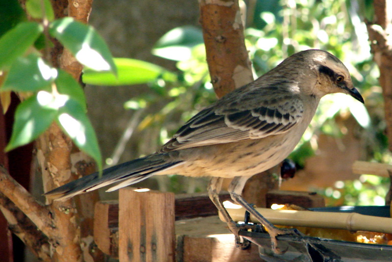 Chalk-browed Mockingbird (Mimus saturninus) - Brazil; DISPLAY FULL IMAGE.