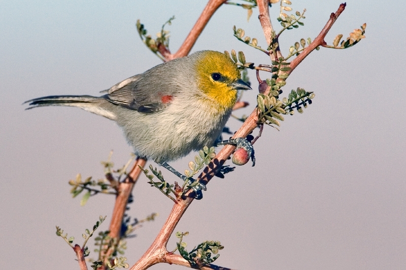 Verdin (Auriparus flaviceps); DISPLAY FULL IMAGE.