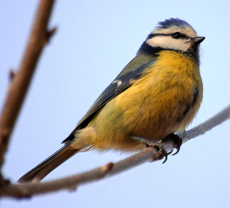 Blue tit (Cyanistes caeruleus) - wiki; DISPLAY FULL IMAGE.