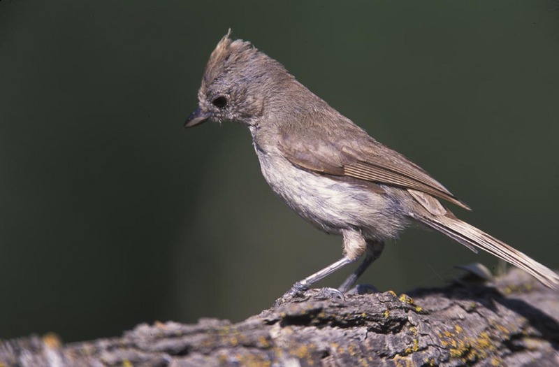 Oak Titmouse (Baeolophus inornatus) - wiki; DISPLAY FULL IMAGE.